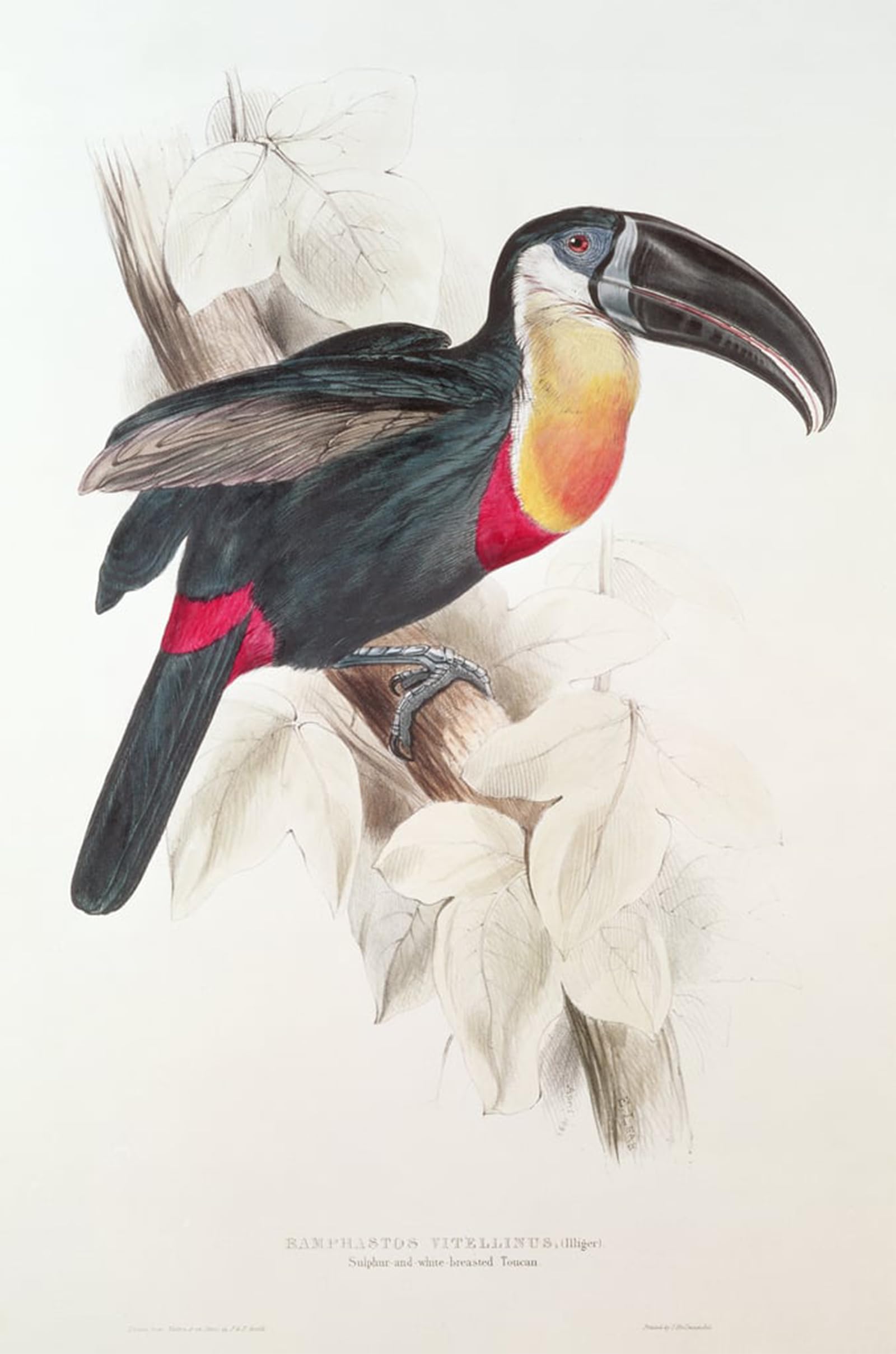 Tableaux toucan de Edward Lear poster d'art naturaliste chic 60x90cm - 5
