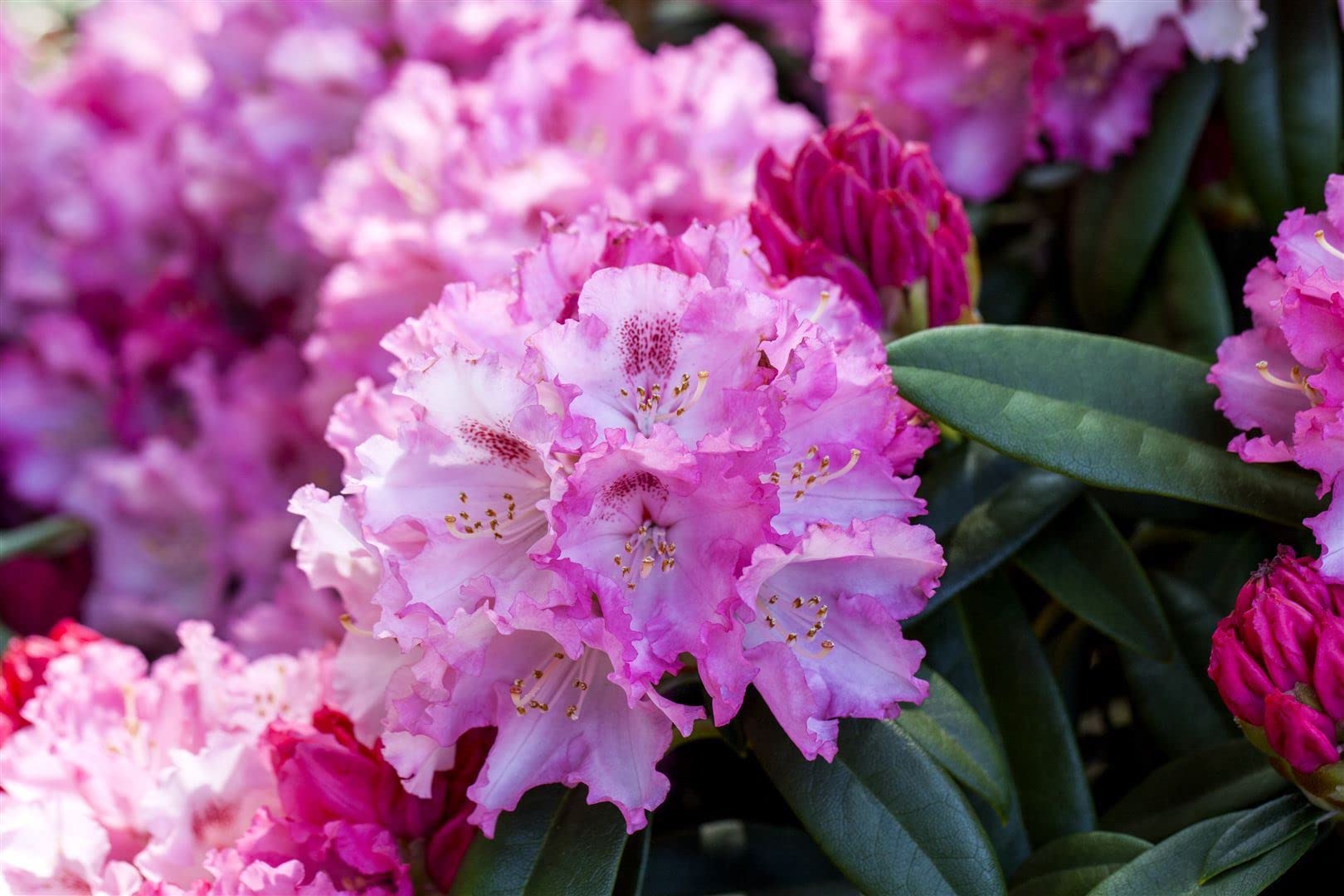 rhododendron dedeman Dandy Man Color Wheel® Rhododendron | Three Colors in One