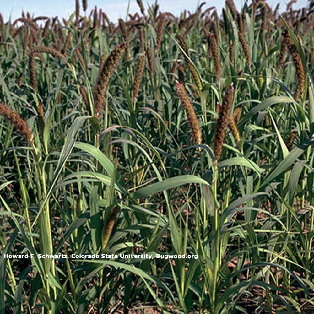 Outsidepride 10 lb Japanese Millet Pasture Seed for Planting. Annual, Warm Season Grass Best Grown as a Grain in Full Sun. Food plot for Waterfowl, Turkey, Quail, Dove, etc.