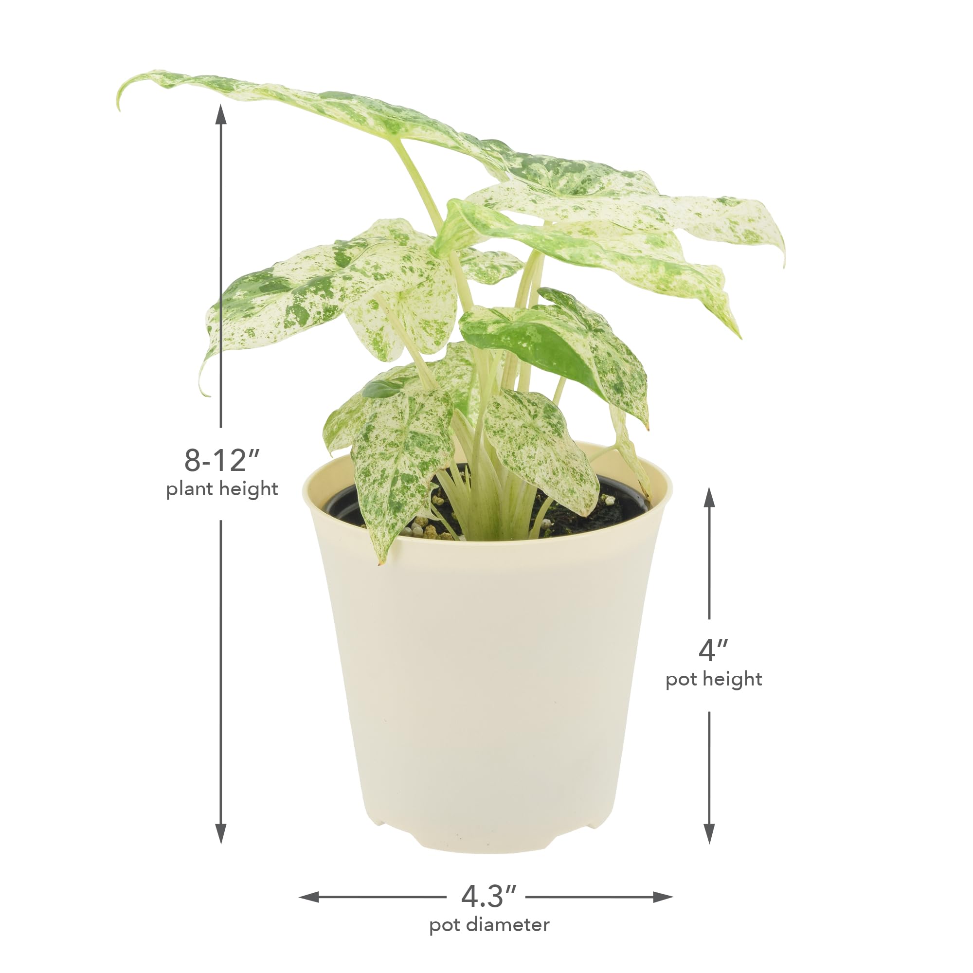 Amazon.com: Arcadia Garden Products Live Odora Batik Alocasia