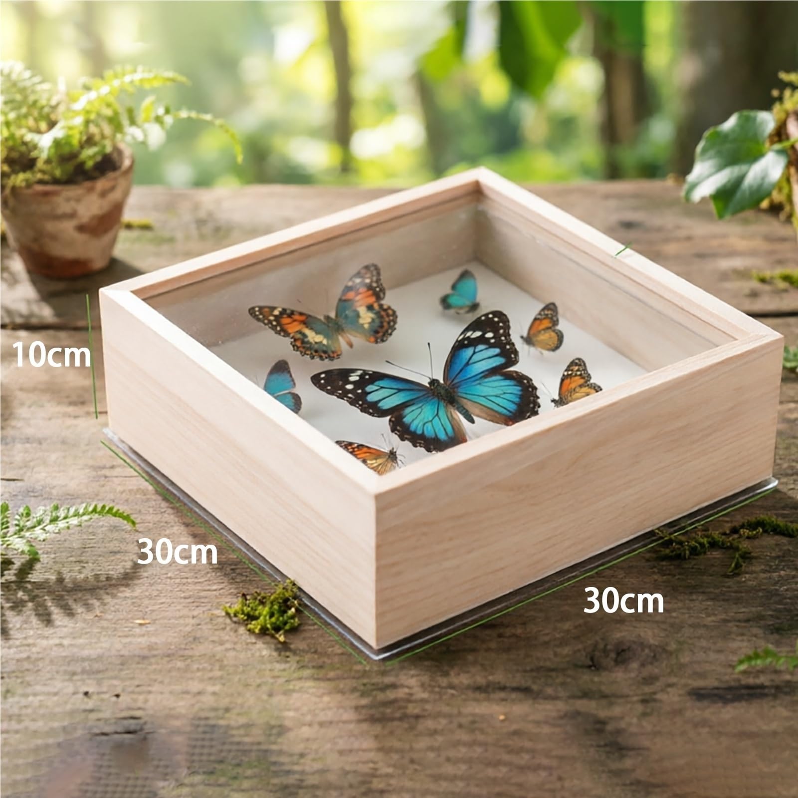 Insekten Schaukasten Holz mit Glasdeckel 30x30cm Quadratisch Insektenkasten Schmetterling Taxidermie Aufbewahrung Sammlervitrine Rahmen fur Entomologie Schmuck und Handwerk Box(30*30*10cm)