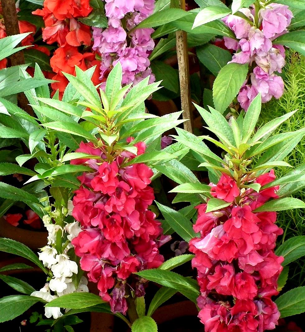 Bálsamo de jardín Impatiens Balsamina 50+ Semillas de jardín para plantar flores 9