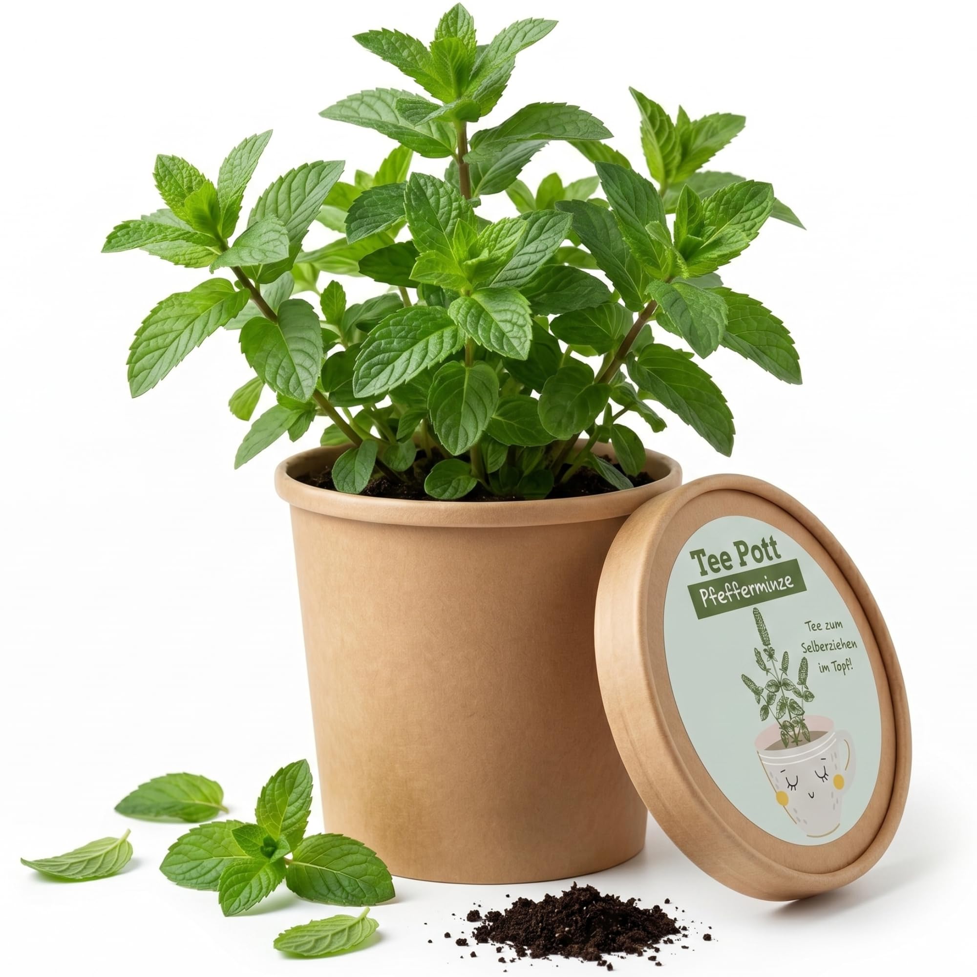 Kit de culture de menthe poivrée avec graines et terre pour rebord de fenêtre