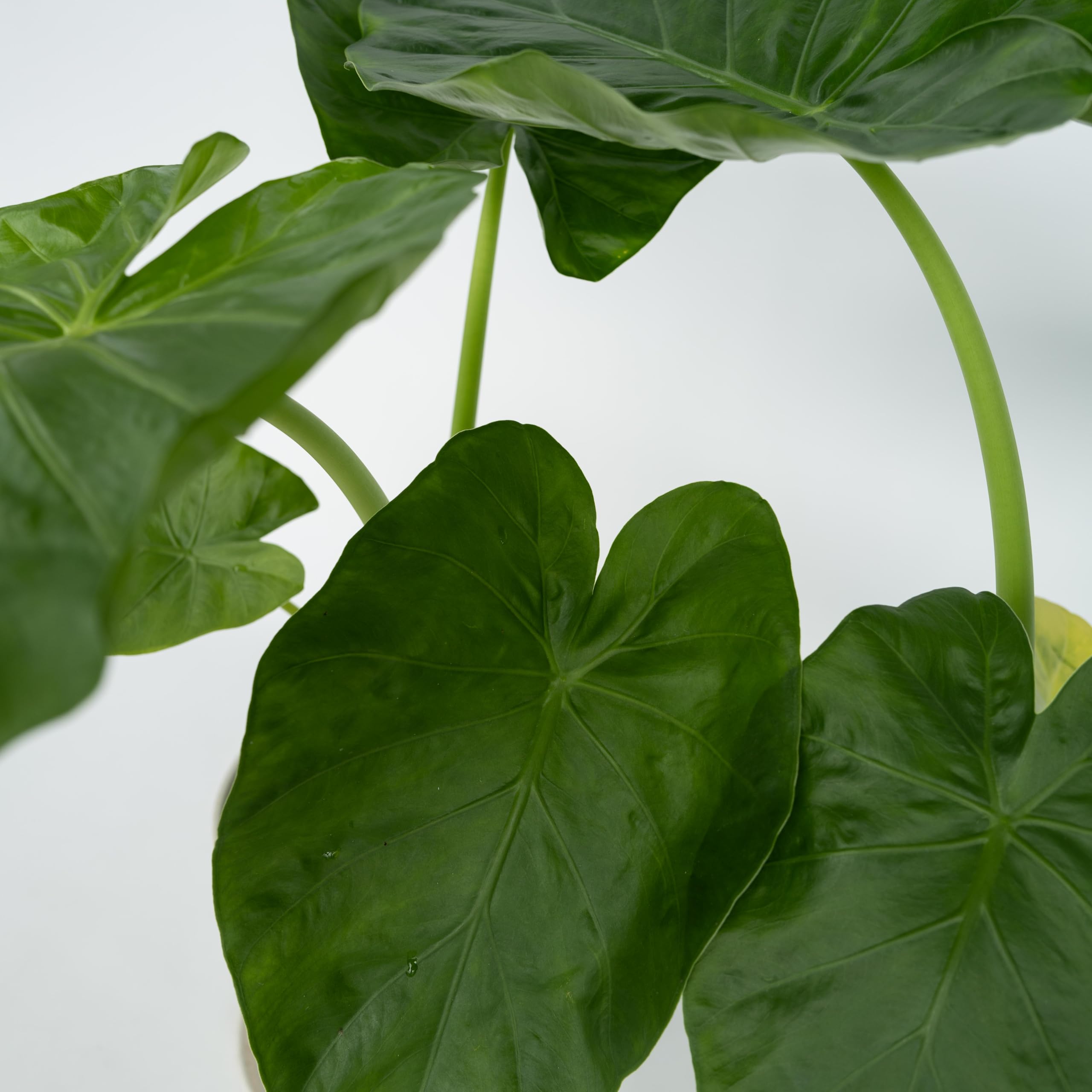 Plant in a Box - Alocasia Macrorrhiza - Set de 2 - Plante d'intérieur - Oreille d'éléphant - Alocasie - Pot 17cm - Hauteur 60-70cm