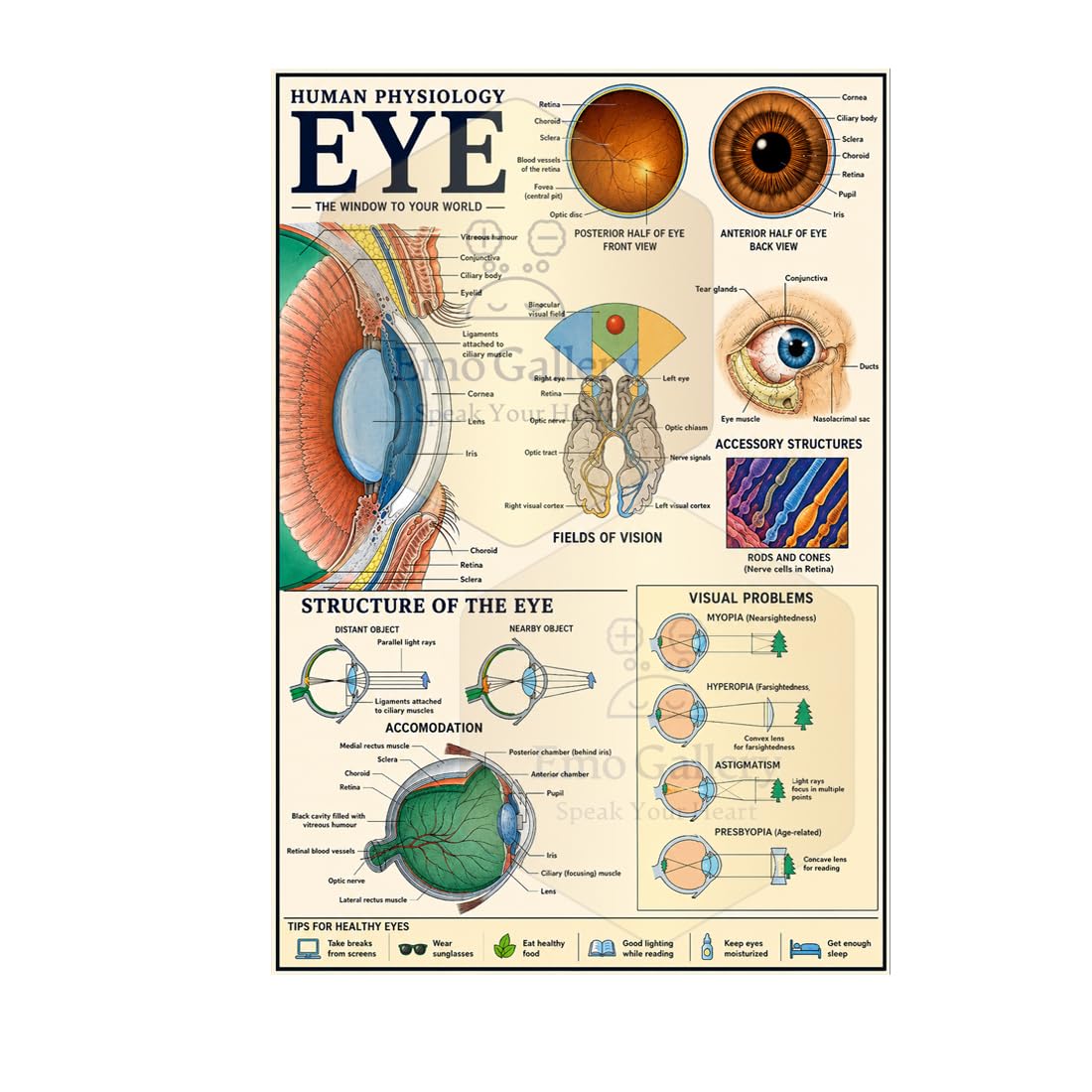Human Eye Anatomy Educational Poster | Vintage Medical Wall Art | Ophthalmology Eye Structure Chart | Science Classroom Clinic Decor | Self Adhesive Waterproof Vinyl 48 cm x 33 cm-picture-25