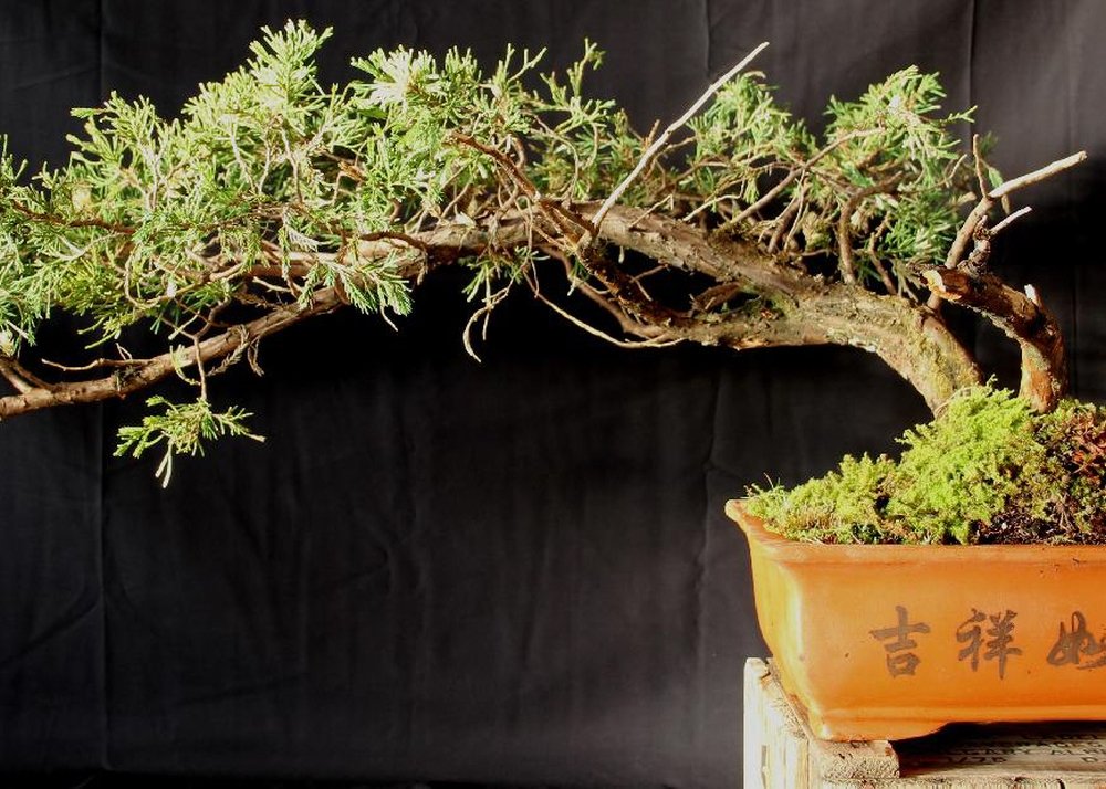SAFLAX - Bonsai - Cedr Libański - 20 Nasiona - Z pożywką wolną od zarazków - Cedrus libani