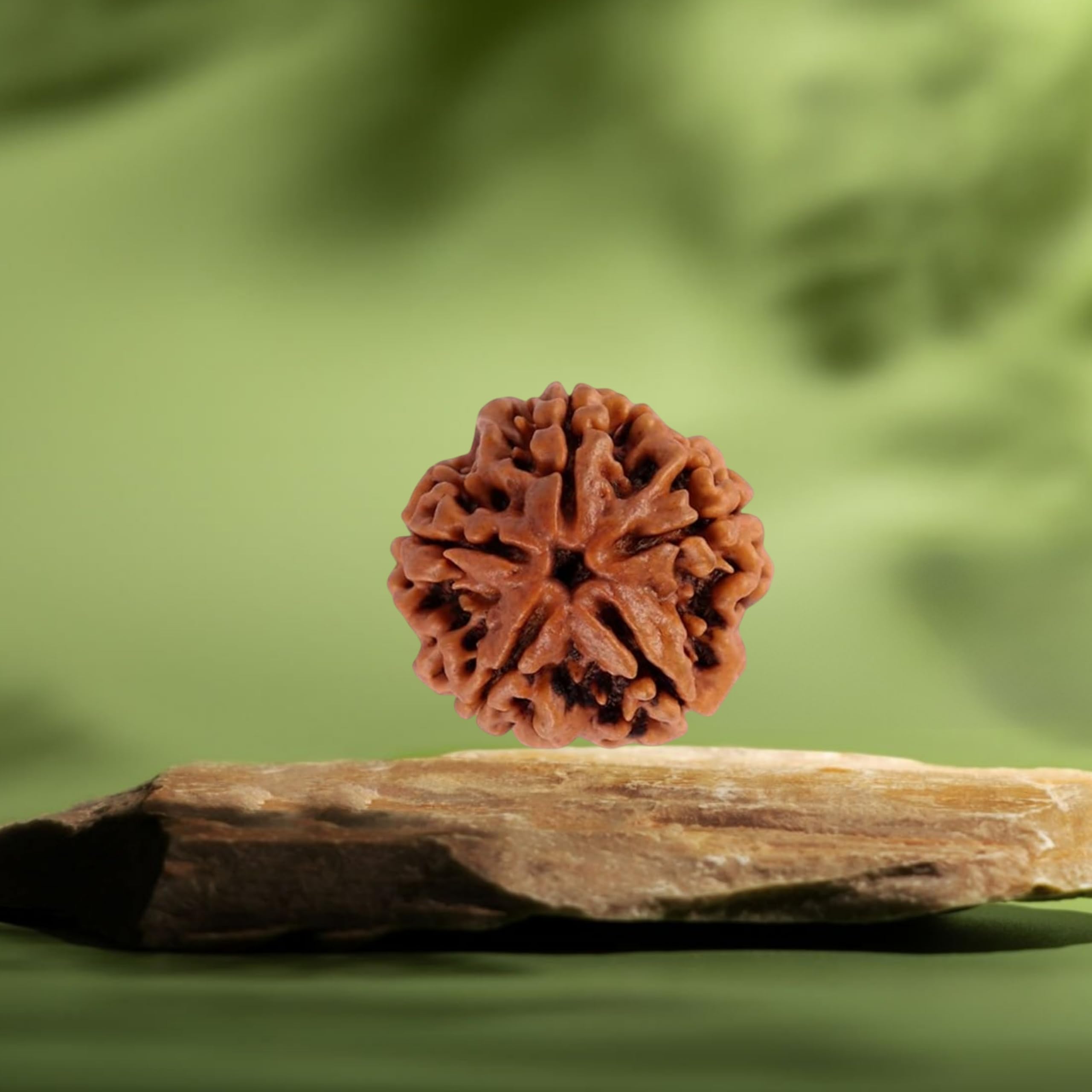 ARKAM Five Mukhi Rudraksha Certified/Original Nepali 5 Mukhi Rudraksh/Natural 5 Faced Rudraksha (Brown) with Certificate and Puja Instructions 1