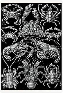 Ernst Haeckel Biologie-Druck, Krebstier-Illustration, Krebse, wissenschaftliche Kunst, Meereslebewesen, Kunstwerk, Klassenzimmer, Wissensposter, Kinderzimmer, Wandleinwand, Kunst, Dekor, Leinwand
