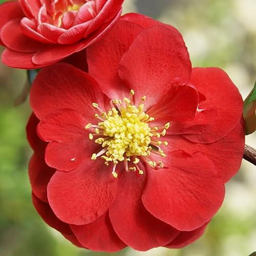 Miniatura 2 de Chaenomeles Speciosa Seeds - Arbusto de hoja caduca de membrillo floreciente, fruta comestible para hacer conservas, gelatinas, salsas, resistencia