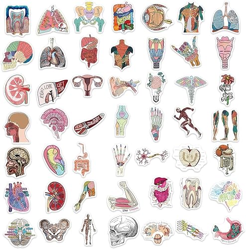Miniatura 3 de JSYAVG Calcomanías de órgano de cuerpo humano de dibujos animados, 50 calcomanías de anatomía impermeables para niños, estudiantes, botella de agua,