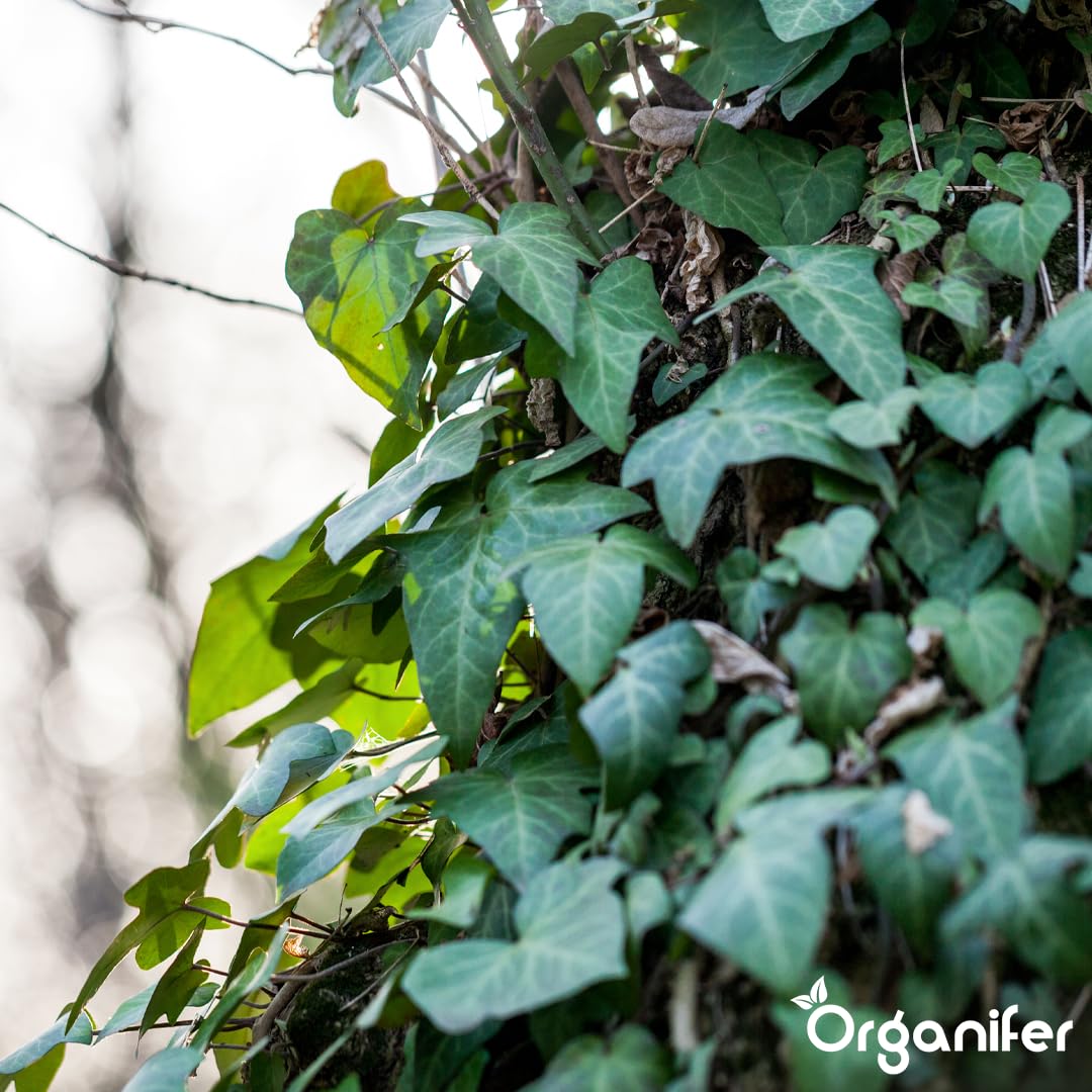 Fertilizante Líquido Para Vid - 4x1L - NPK 2-1-8 | Abono Para Hojas Saludables Y Crecimiento Fuerte - Refuerza Raíces Y Vitalidad - Organifer