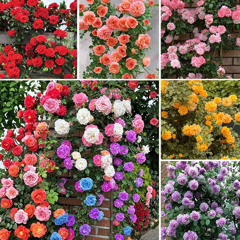 Flores
