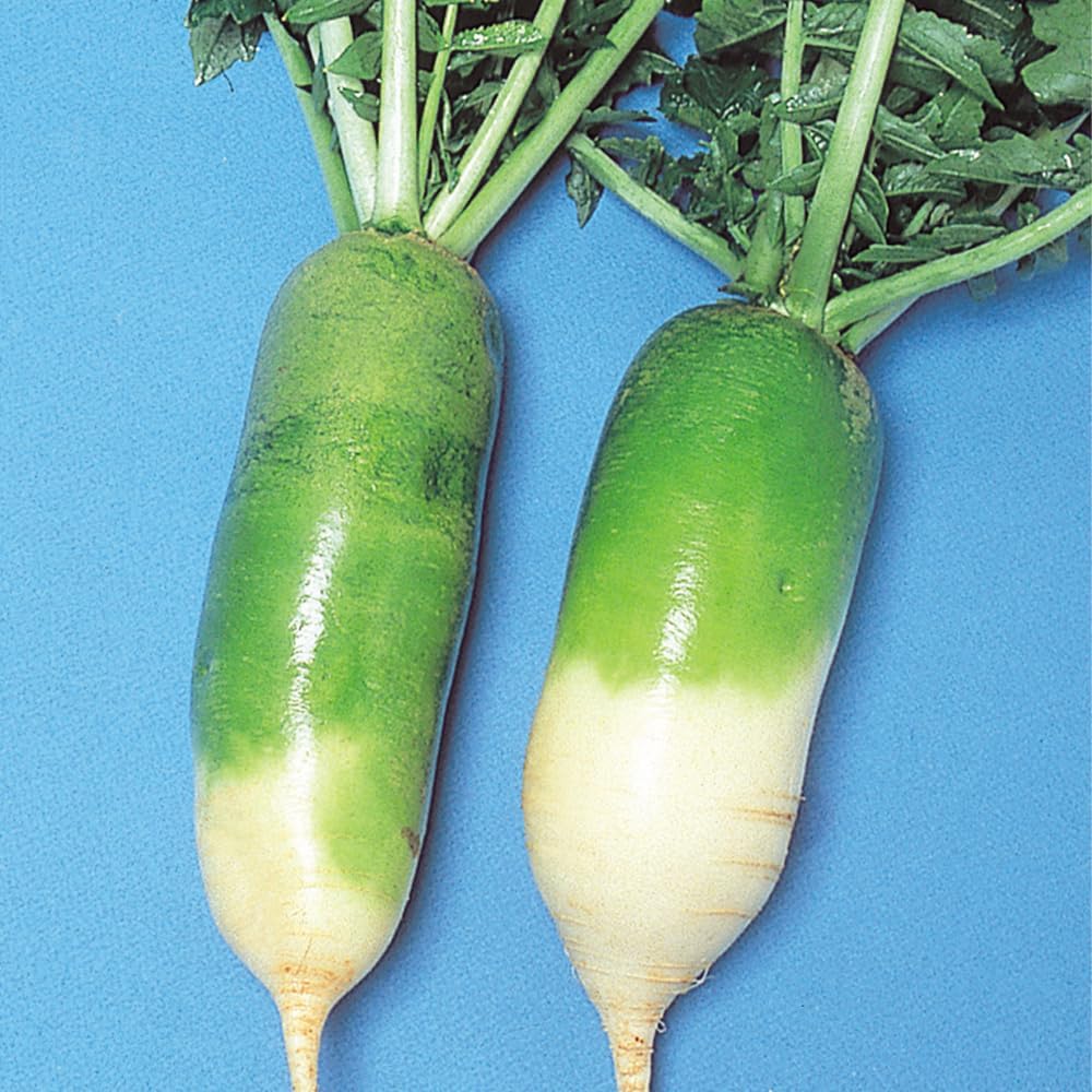 Amazon | フクカエン ビタミン大根の種(タネ) | 野菜