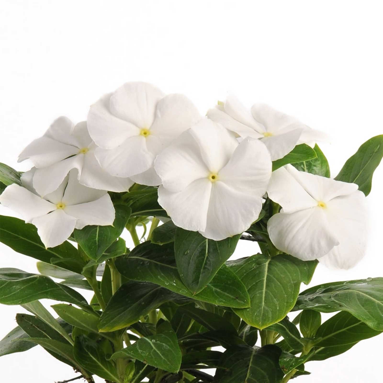 Amazon.com : Vinca Flower Garden Seeds - Pacifica XP Series