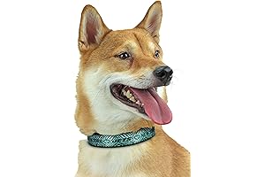Zubaz New York Jets Dog Collar: Spirit Unleashed for Your Pup