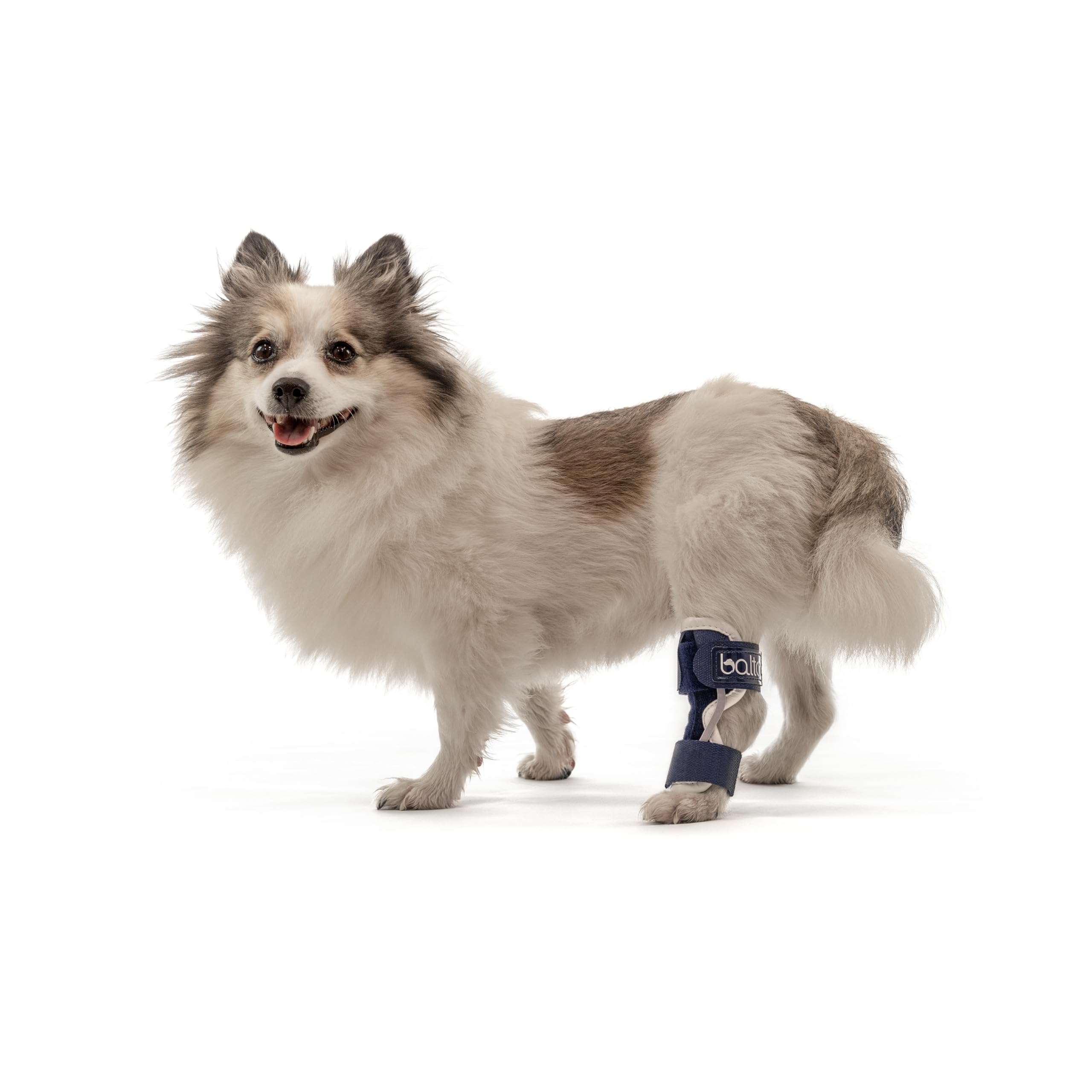 Aparato ortopédico convalecente para perro, Balto BT HOCK talla L