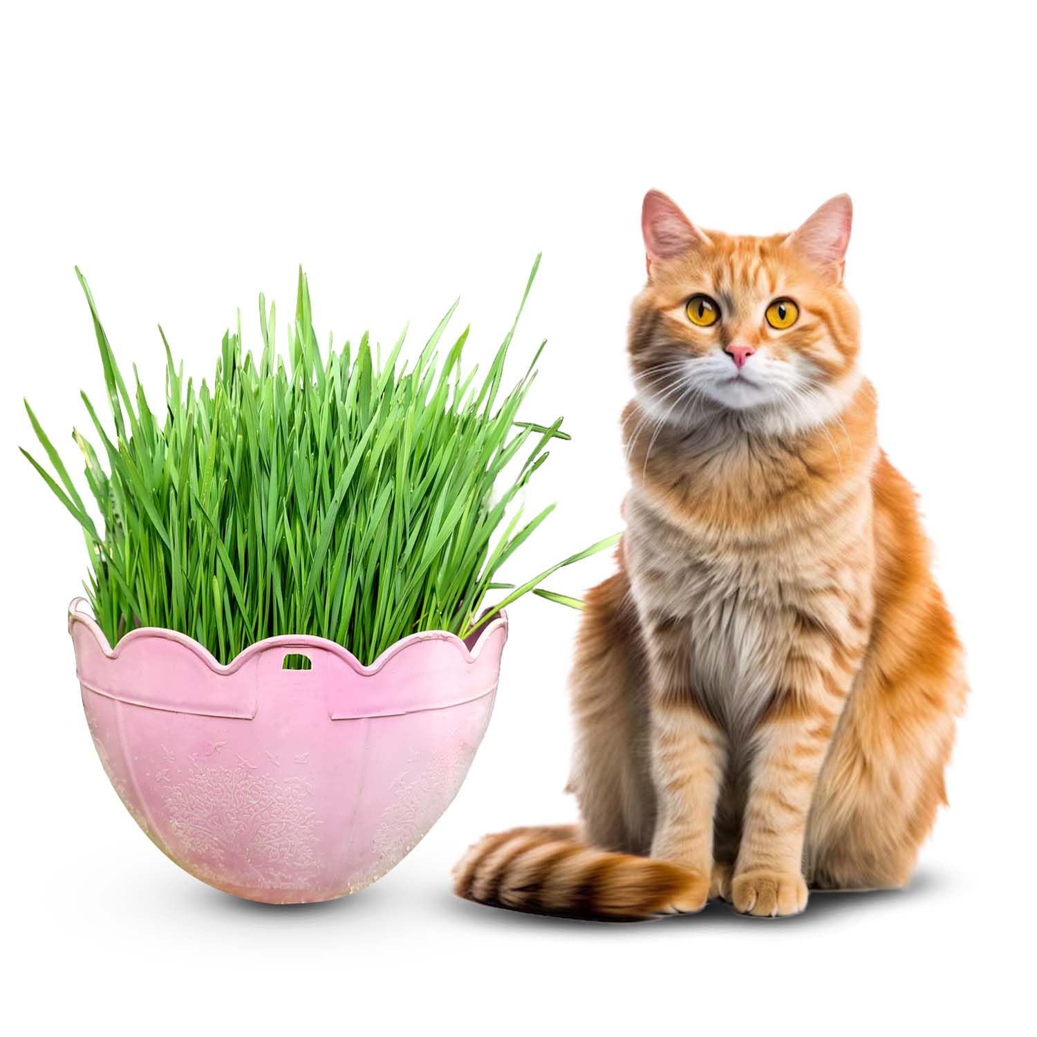 Gachwala Premium Mixed Catgrass Refill Pack (Barley + Rye + Wheat) 225gm | Organic Blend for Healthy Cats | Perfect for Digestion & Nutrition 100% Natural Pet Safe | Cat Grass Seeds — Amazon image 4