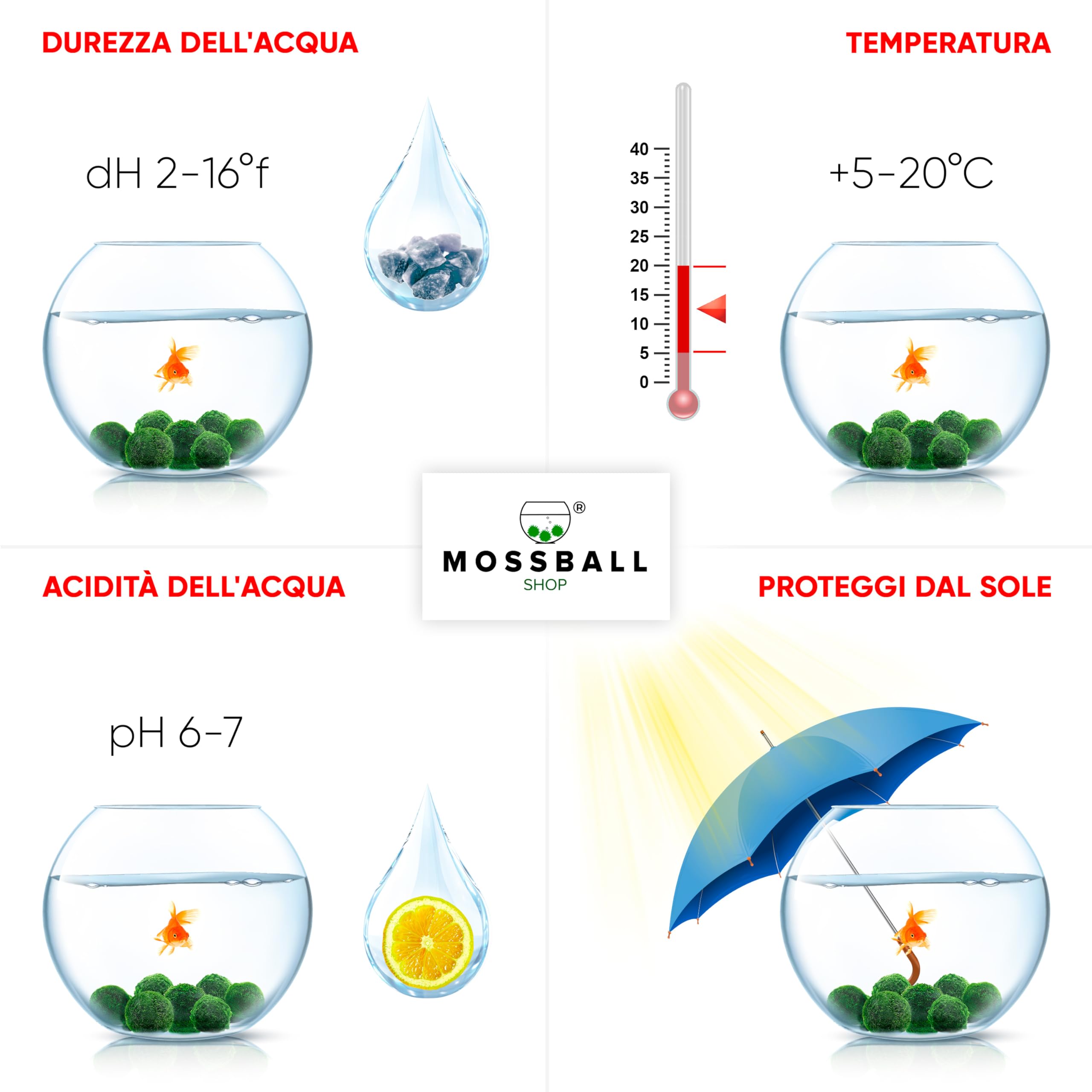Marimo Alga Viva - 21 - Alga Palla Naturale per Acquario Piante Vere Acquario Acqua Dolce Ecosistema Autosufficiente Marimo Regalo, Moss Ball 2-4 cm per Nano e Grandi Acquari