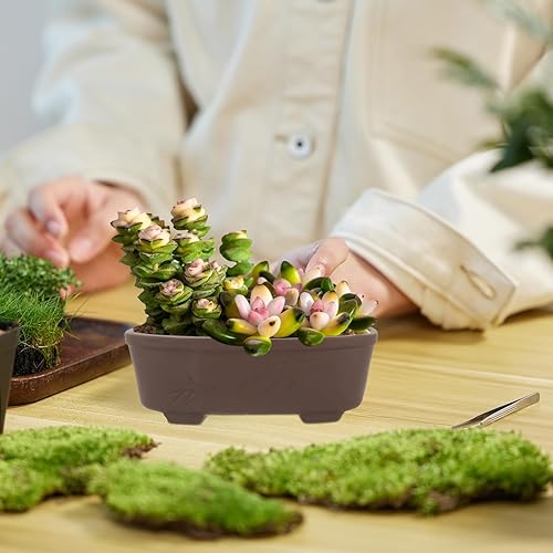 Miniatura 5 de Maceta de jardín, maceta de terracota de cactus, maceta ovalada para suculentas con orificio de drenaje, maceta de bonsái poco profunda para