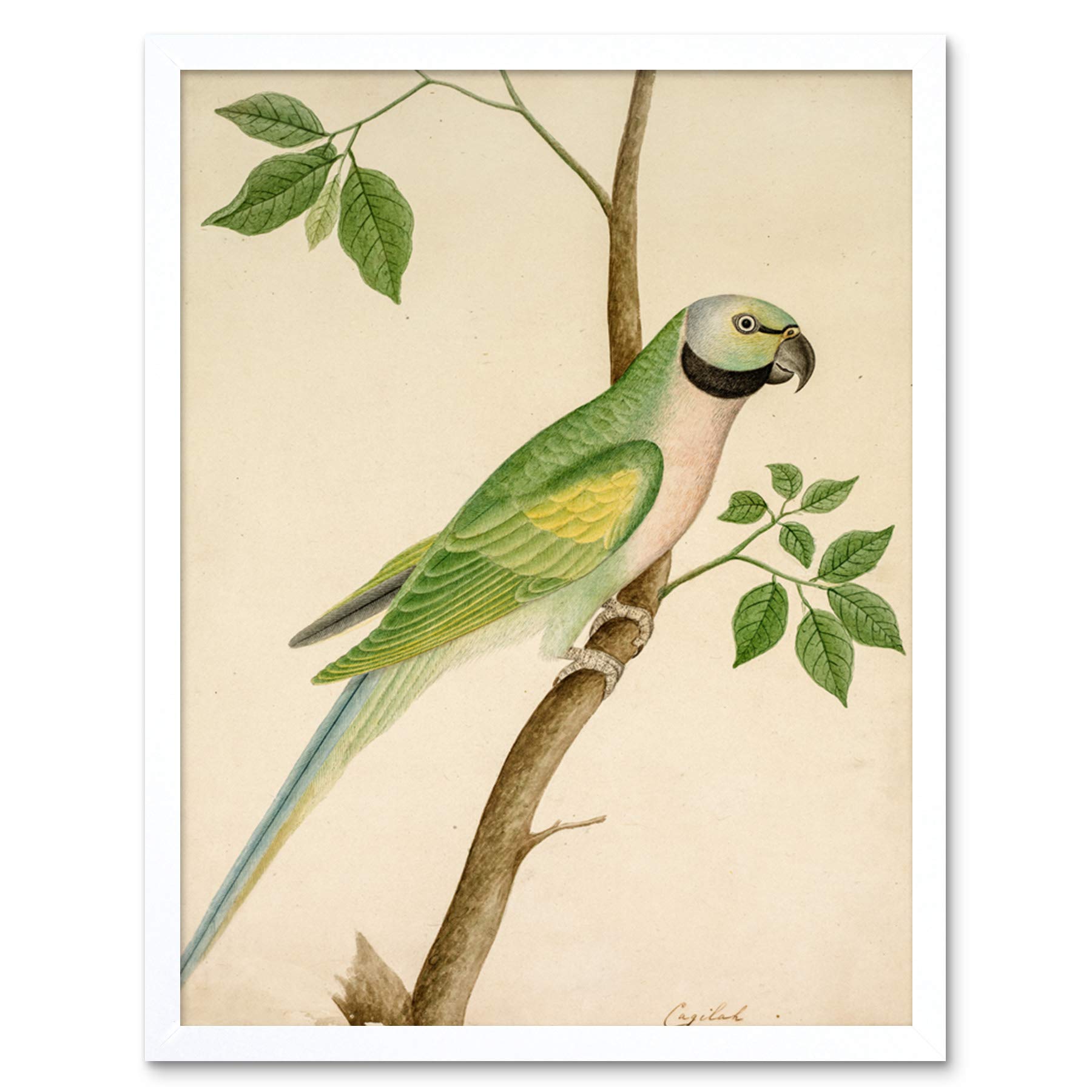 Artery8 Framed White 12X16 Green Parrot Watercolour India 19Th Century Art Print Framed Poster Wall Decor 12X16 Inch