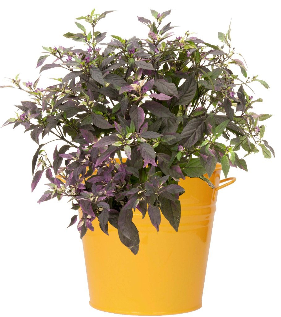 Houston International Trading6051E SAFF Metal Planter, 9 by 9", Saffron Yellow