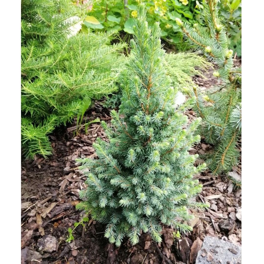 Picea glauca 'Sanders Blue' – Dwarf Blue Spruce | Slow-Growing Evergreen Tree | Ideal for Small Gardens & Containers -3X 1 Litre Potted Plants by Thompson & Morgan