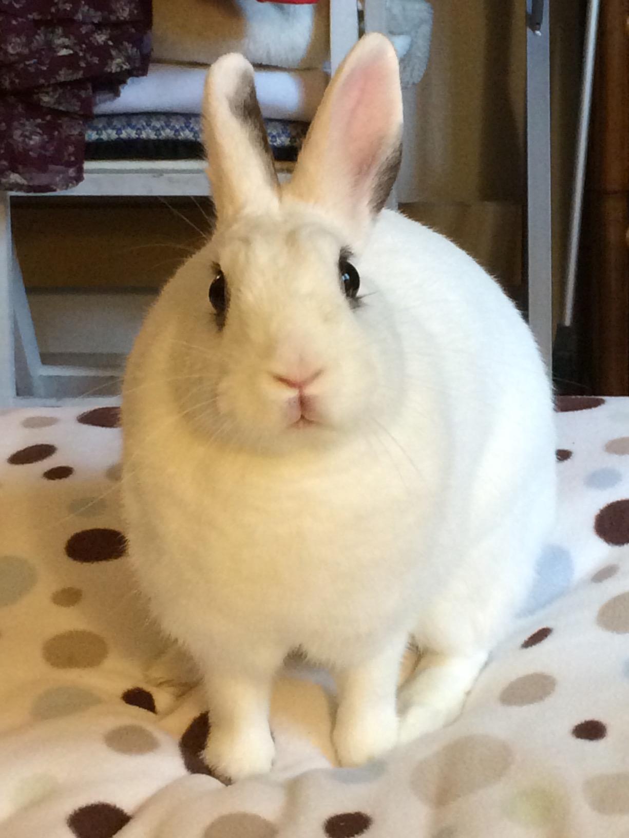 Healthy treat for rabbits!