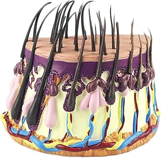 Show Scalp and Hair Follicles, Hair Growth Cycle Teaching Model, Human Hair Skin Anatomical Model, Hair Skin Magnification Model for Science Classroom Study Display Teaching Medical Model