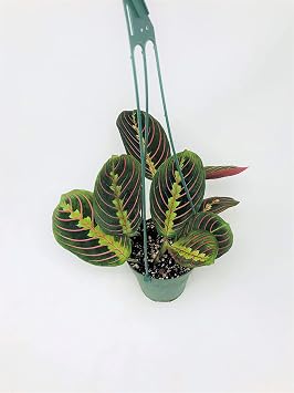 Red Prayer Plant - Maranta - Easy to Grow House Plant - 4" Hanging Pot -/from jmbamboo