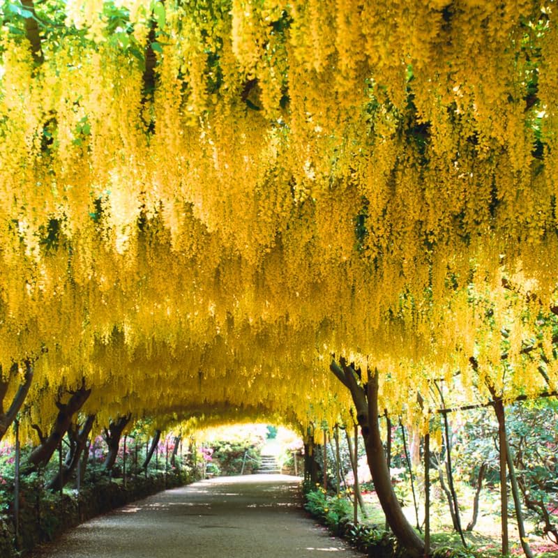 1 Yellow Golden Chain Tree Live Plant, Golden Tree Live Plant for Planting 18 to 28 Inches Tall