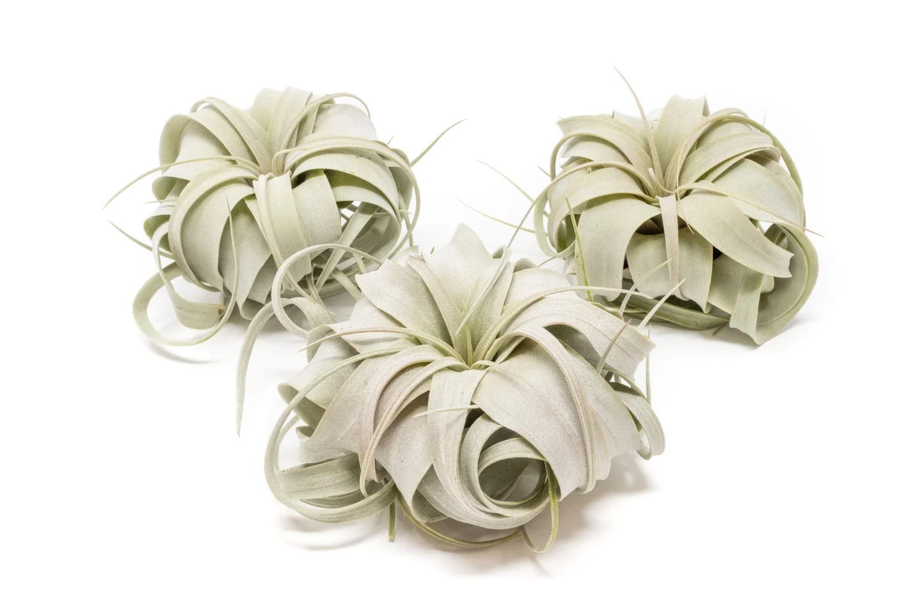 Air Plant Shop Xerographica 3 Pack