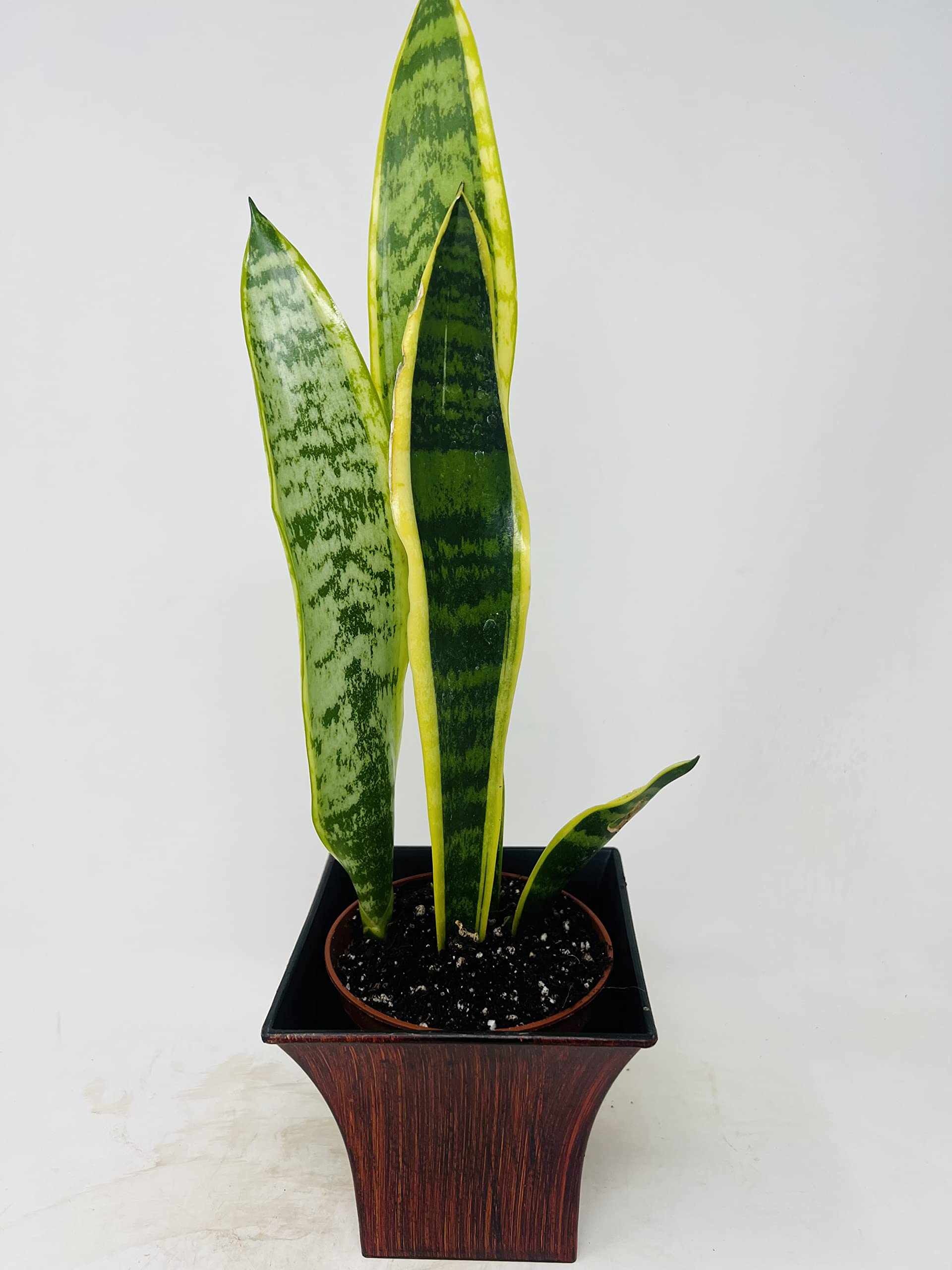 Amazon.com : Laurentii Snake Plant - Sanseveria with Deluxe Red Vase :  Patio, Lawn & Garden