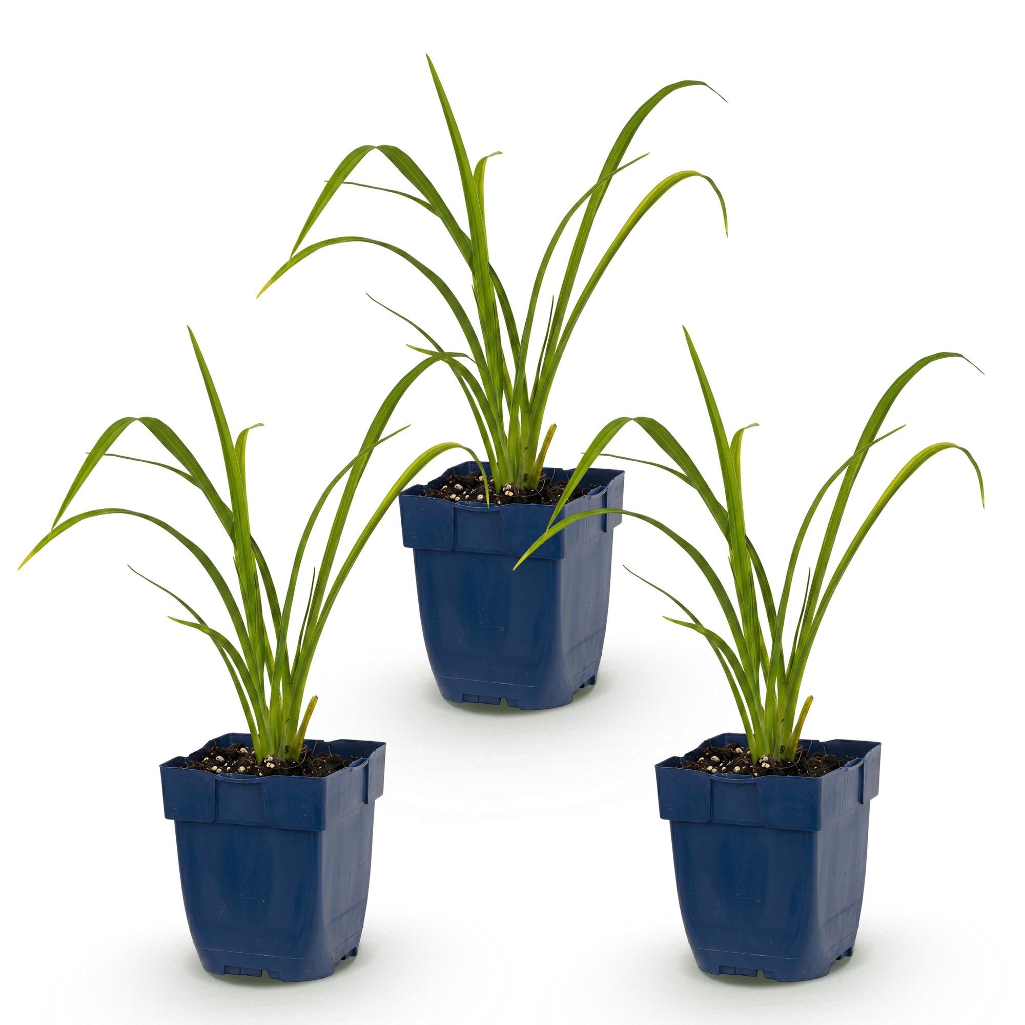 Hemerocallis Mauna Loa Piante Perenni per Giardino, Giallo, Set di 3