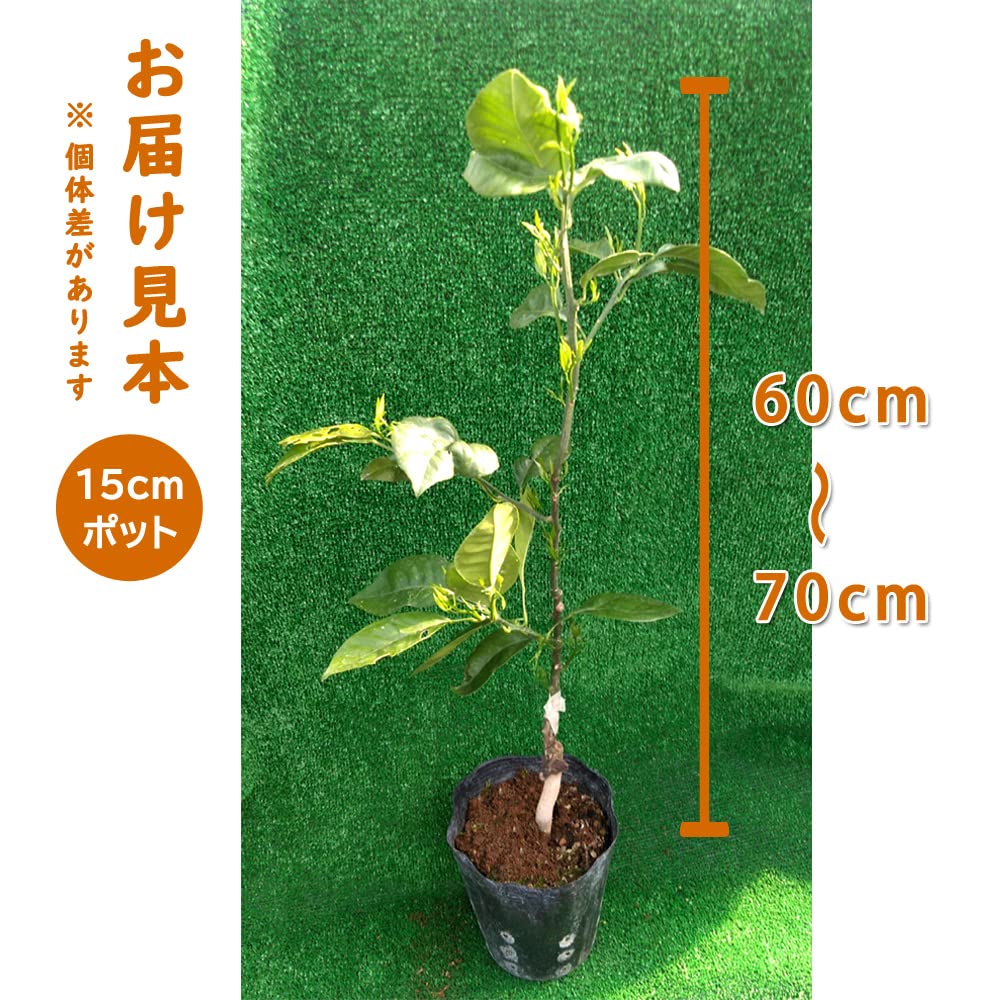 Amazon.co.jp: オレンジ 苗木 ブラッドオレンジ タロッコ 接木 柑橘苗