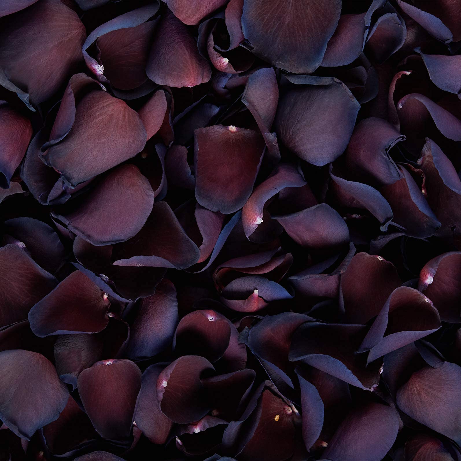 Petals And Roses Mulberry Freeze Dried Rose Petal Confetti | Natural & Biodegradable For Weddings, 2 Litres