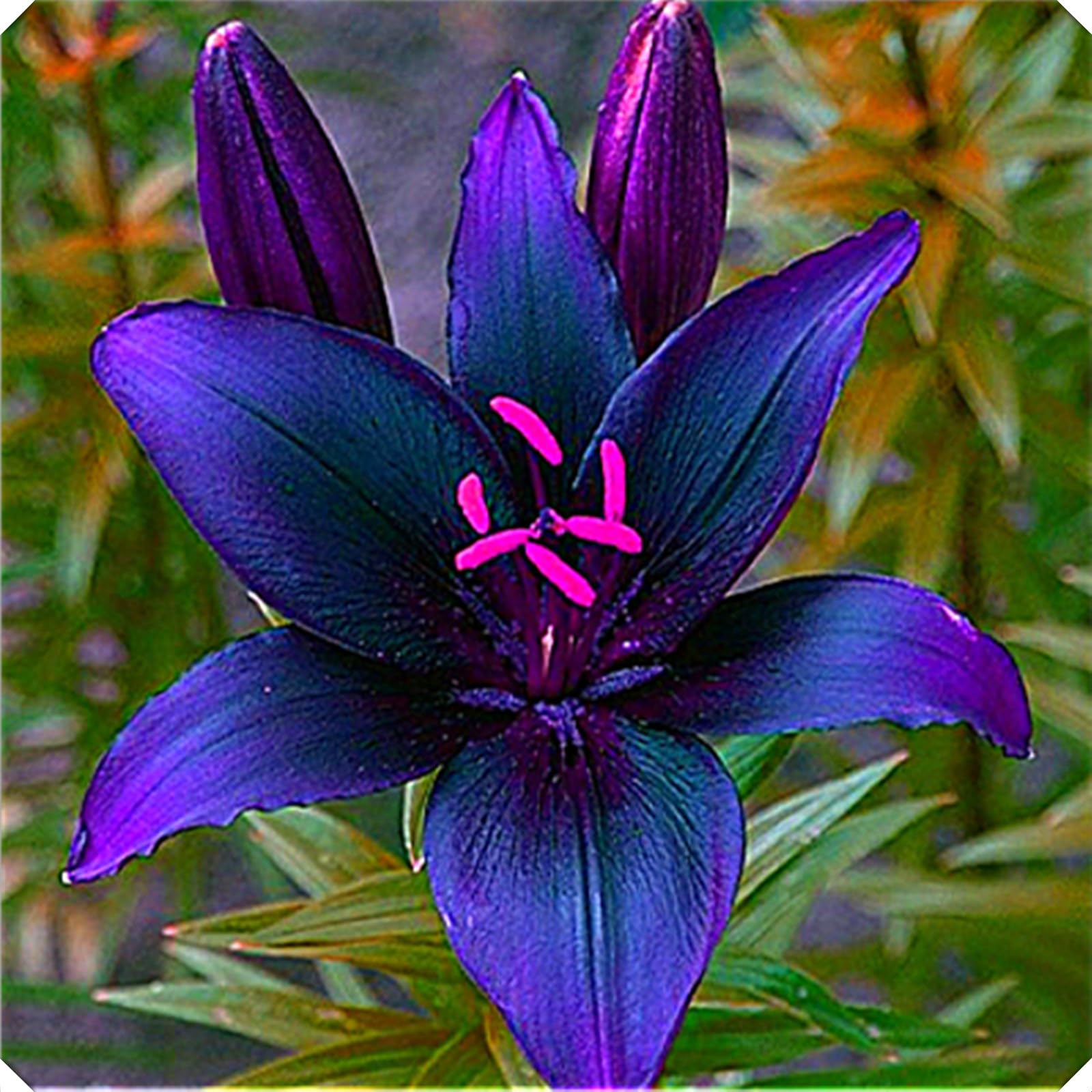 Lily Hardy Perennial,Lily Plants UK,Excellent Display,Perfect for Containers and Greenery-2bulbs-F