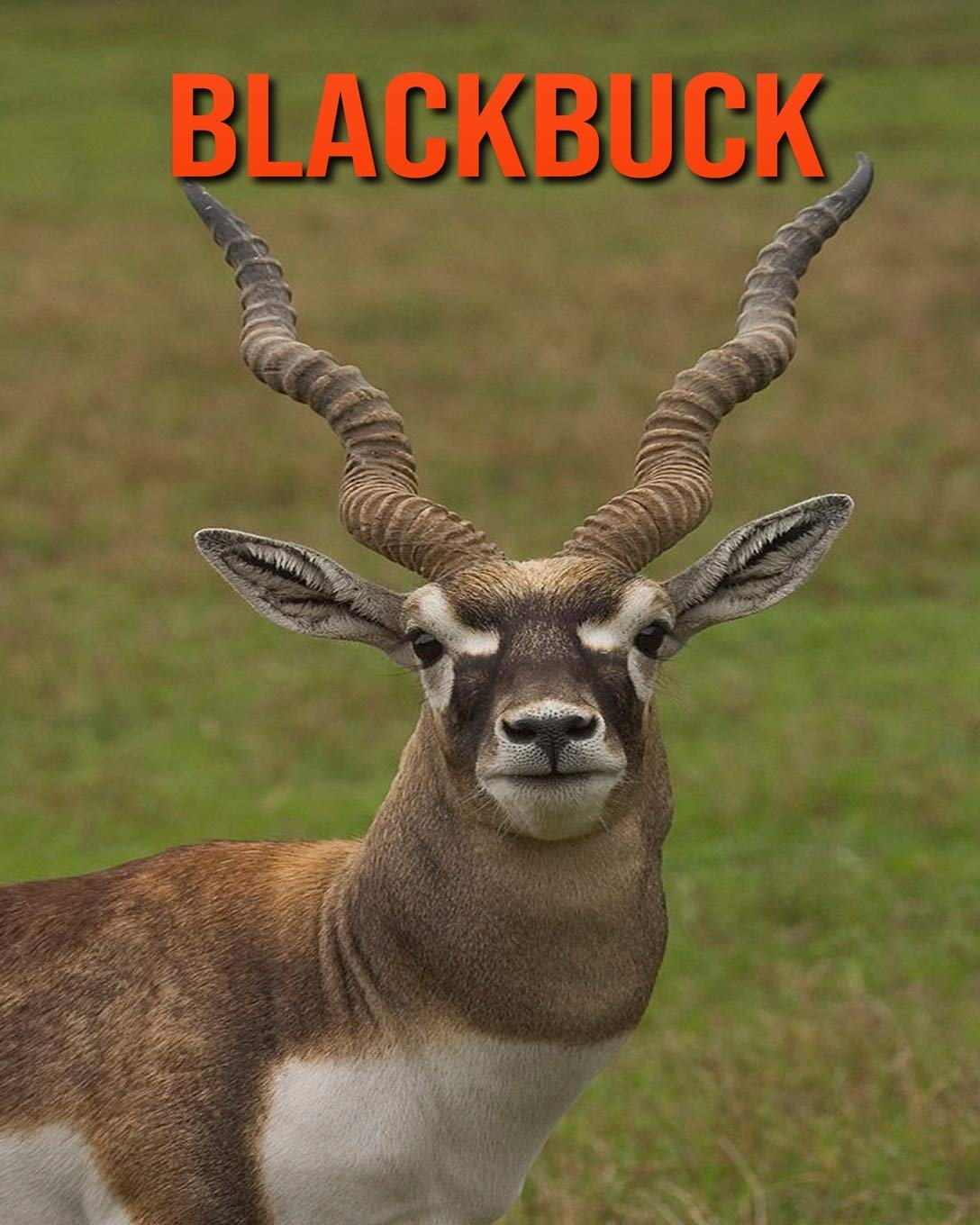 Buy Blackbuck Amazing Facts about Blackbuck Online at desertcartUAE