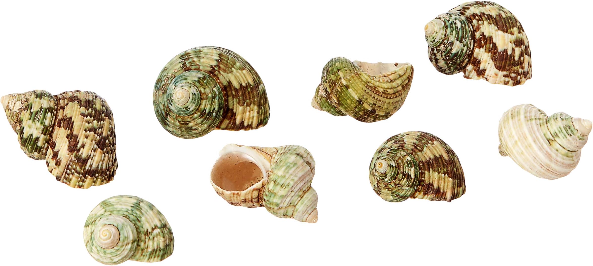 CHOOSTIX Aquachoo Aquarium Decor, Ornaments, Natural Sea Shells, Green Turbo, Small, 90 g