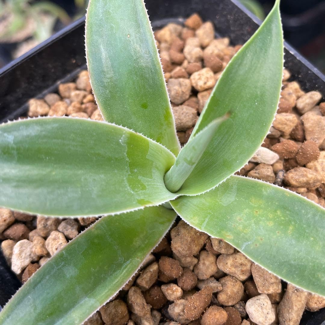 Amazon｜アガベ ブルーフレーム ブルーフレイム 観葉植物 多肉植物