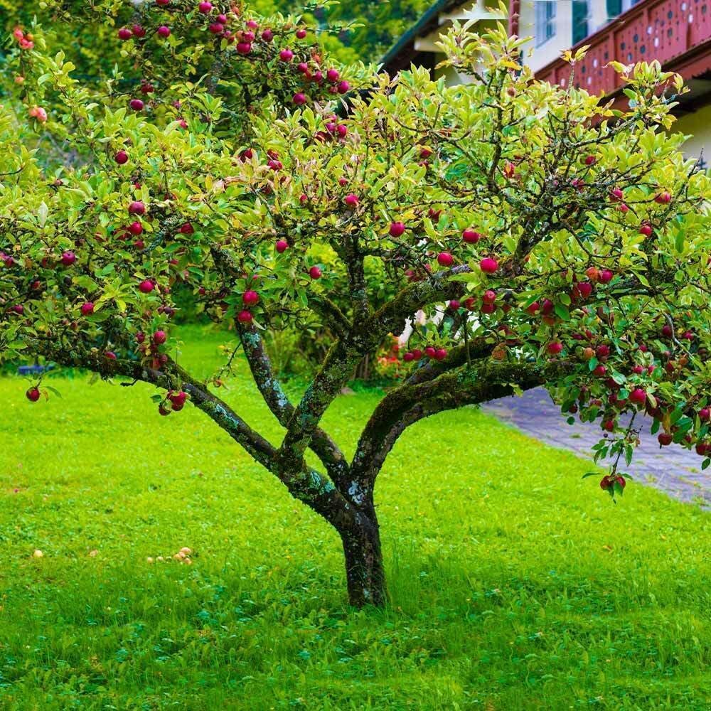 Fuji Apple Tree - 36-48"" Tall Live Plant - 3-4 Foot Tall Juicy Red Apple Fruit Tree - Malus domestica 'Fuji'