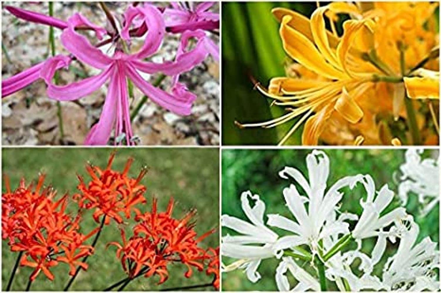 LIVE GREEN Flower Bulbs | Nerine Lily Multi-color Flower Bulbs For Home Gardening (Pack of 8 Bulbs) (B09BV9VW53) Amazon Price History, Amazon Price Tracker