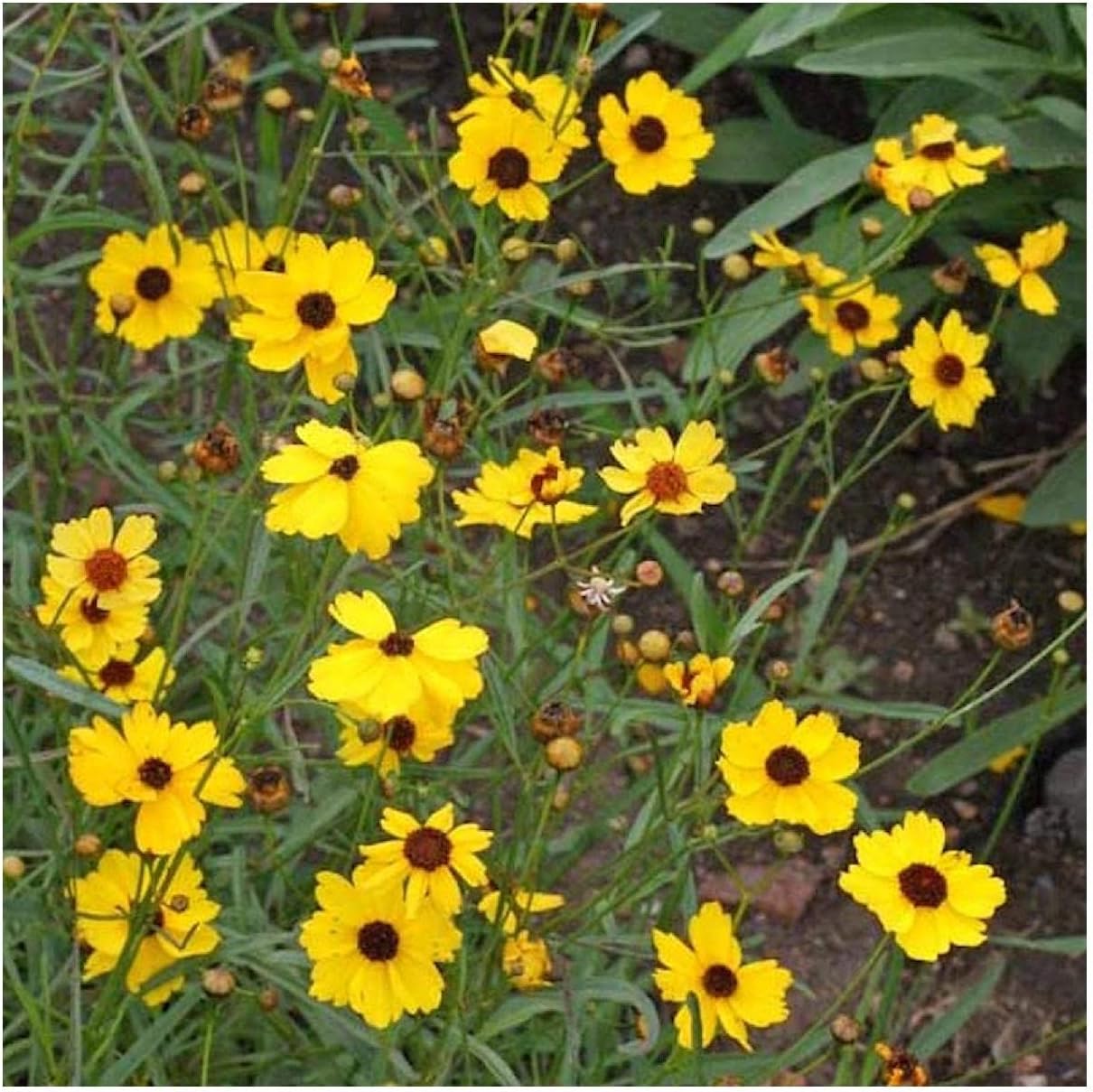 Everwilde Farms - 1/4 Lb Leavenworth's Tickseed Native Wildflower Seeds - Gold Vault