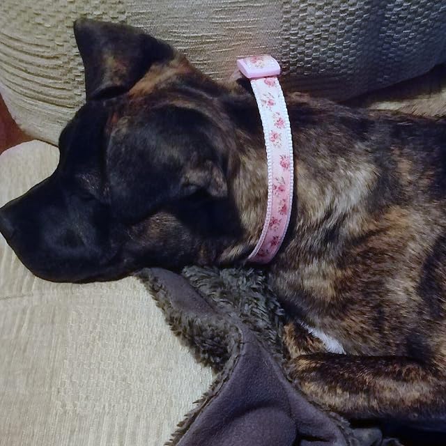 Foto 5 de 8 de YUDOTE Collar de perro ajustable de nailon rosa mediano con cinta estampada floral para perros femeninos…