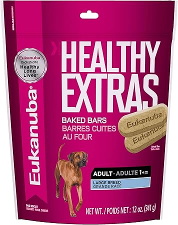 blue chihuahua for sale near me