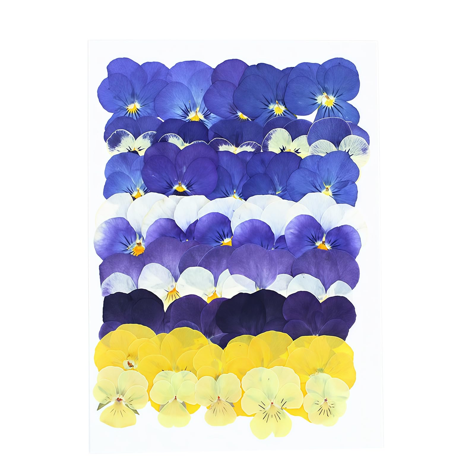 ForestM 40 Pieces Tricoloured Violas Dried Flowers for Crafts, Pressed Flowers for DIY Card Making, Resin, Soap, Candle and Cake Decorations, Natural Dried Pressed Flowers for Crafting Projects