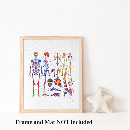 Miniatura 4 de Dignovel Studios Sistema esquelético sin marco 8X10 Anatomía del cuerpo Esqueleto Humano Medicina Medicina Ciencia Acuarela Arte Impresión Póster