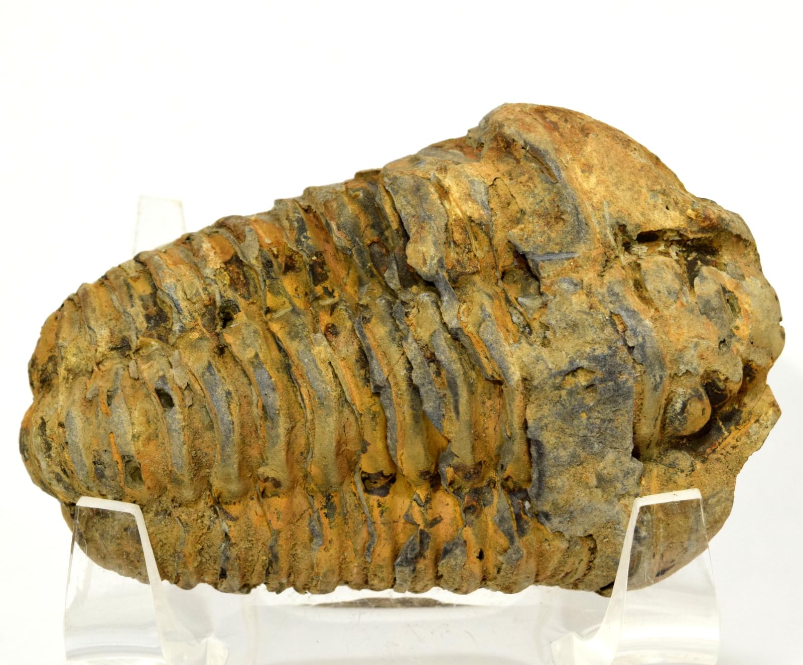 HQRP-Crystal 2.6" 65g Fossilized Calymene Trilobite Specimen Natural Arthropod Marine Animal for Biology Science Education Desk Ornament Fossil - Morocco