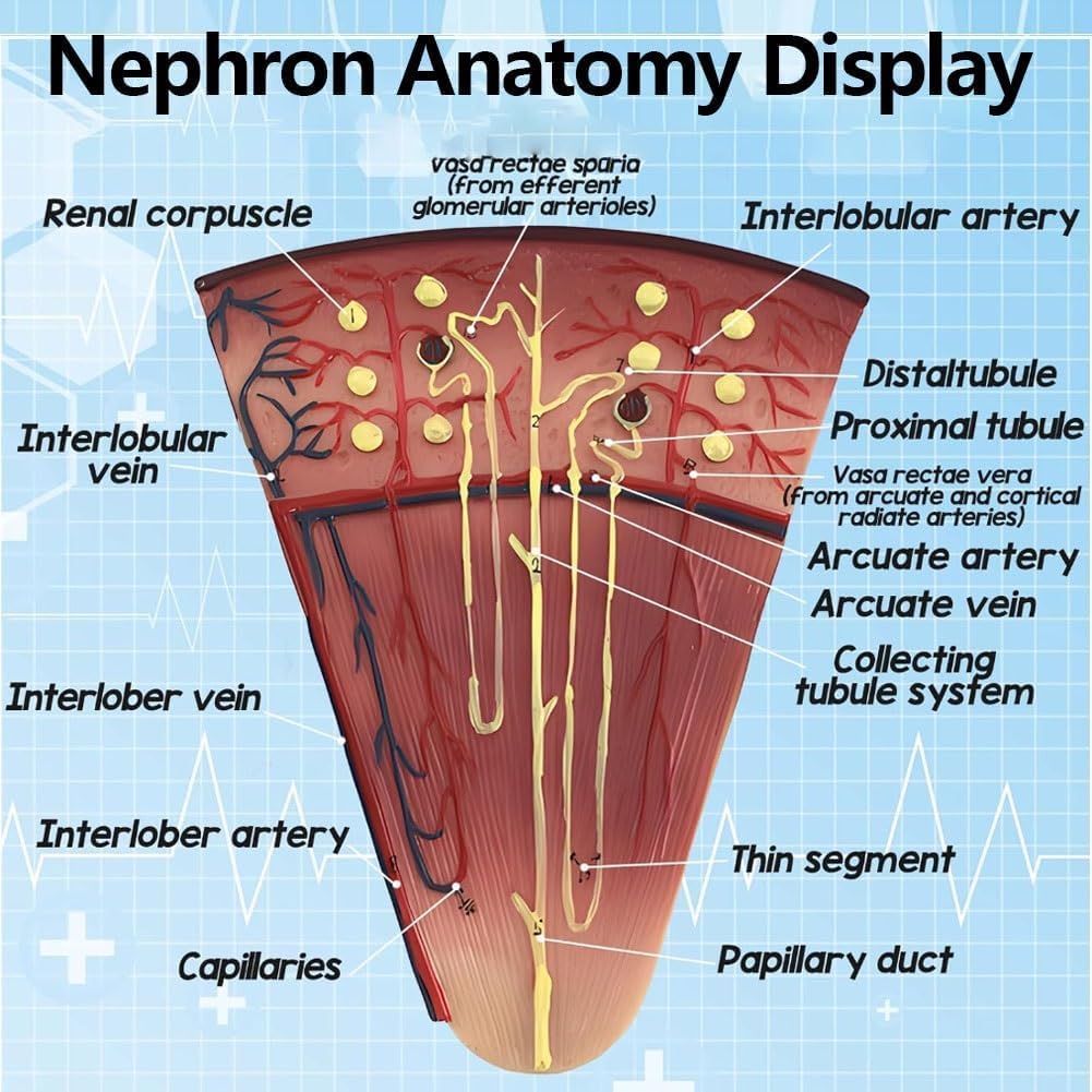Kostka anatomiczna człowieka Model nerki, Anatomiczny model nerki Kłębuszkowy układ moczowy nefronu Model anatomiczny do ozdoby laboratorium szkolnego