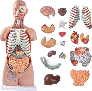 Medical Torso Human Body Model Anatomy Doll 17 Removable Parts Life Size Sexless Anatomical Torso Model Education Organs Model for Teaching Study Class Students