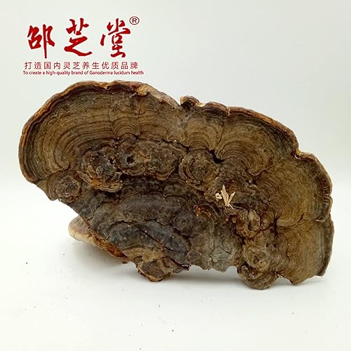 Miniatura 2 de Crecimiento salvaje cian Ganoderma lucidumLucid Ganodermalingzhi, 35.3 onzas.